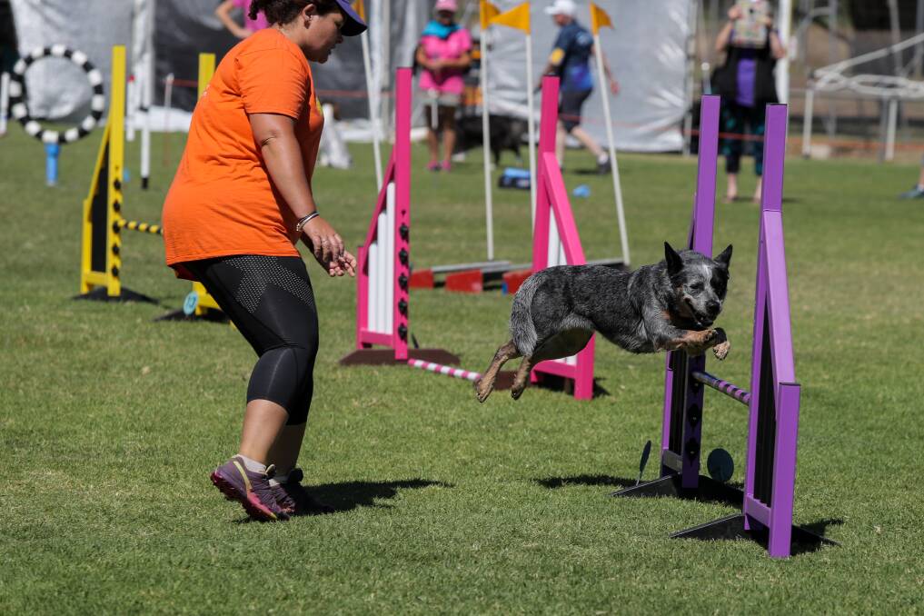 FUN IN THE SUN: Tia, an Australian cattle dog, is led through the course by Morwell's Renee Patten. Picture: Rob Gunstone