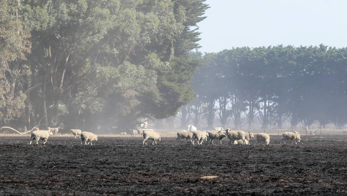 Sheep in a burnt-out paddock near Hawkesdale in the days following the fires. Picture: Rob Gunstone