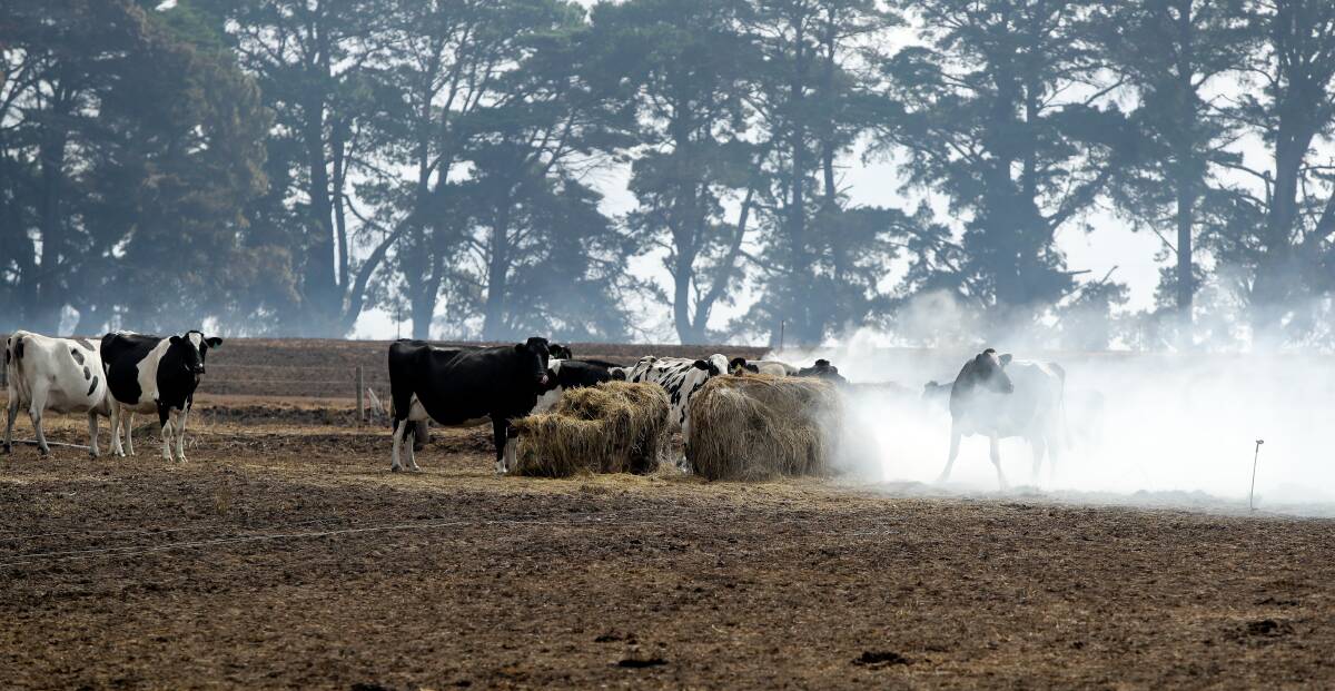 Hungry cattle try to feed from a smouldering hay bale near Ellingamite. Picture: Rob Gunstone