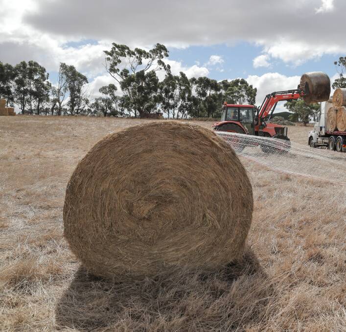High hay prices add to dairy farmers’ angst