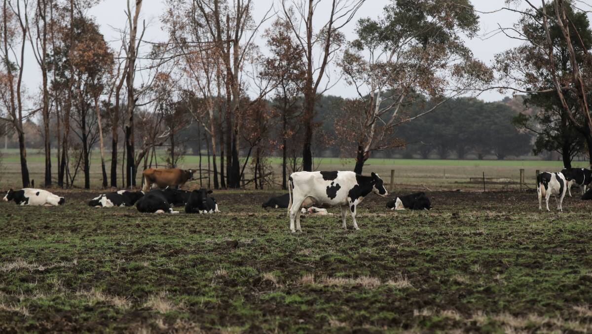 Looking better: Pastures around Cobden are regenerating after season-breaking rains fell in the south-west with some areas receiving up to 40 millimetres. Picture: Rob Gunstone