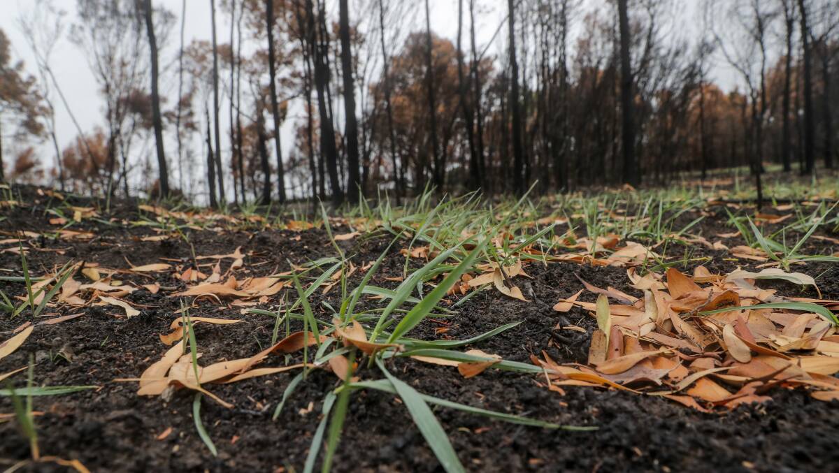 Coming back: Regrowth is starting to appear on farms around Cobden burnt in the St Patrick's Day fires. Picture: Rob Gunstone