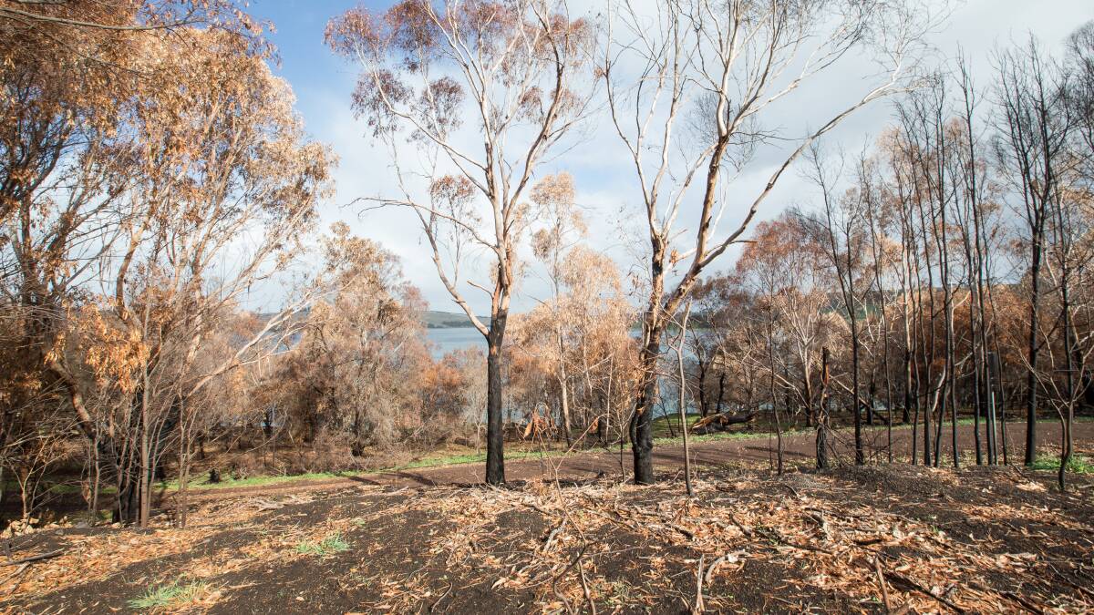 Damage: The northern and western sides of Lake Bullen Merri were burnt in the St Patrick's Day fire. 