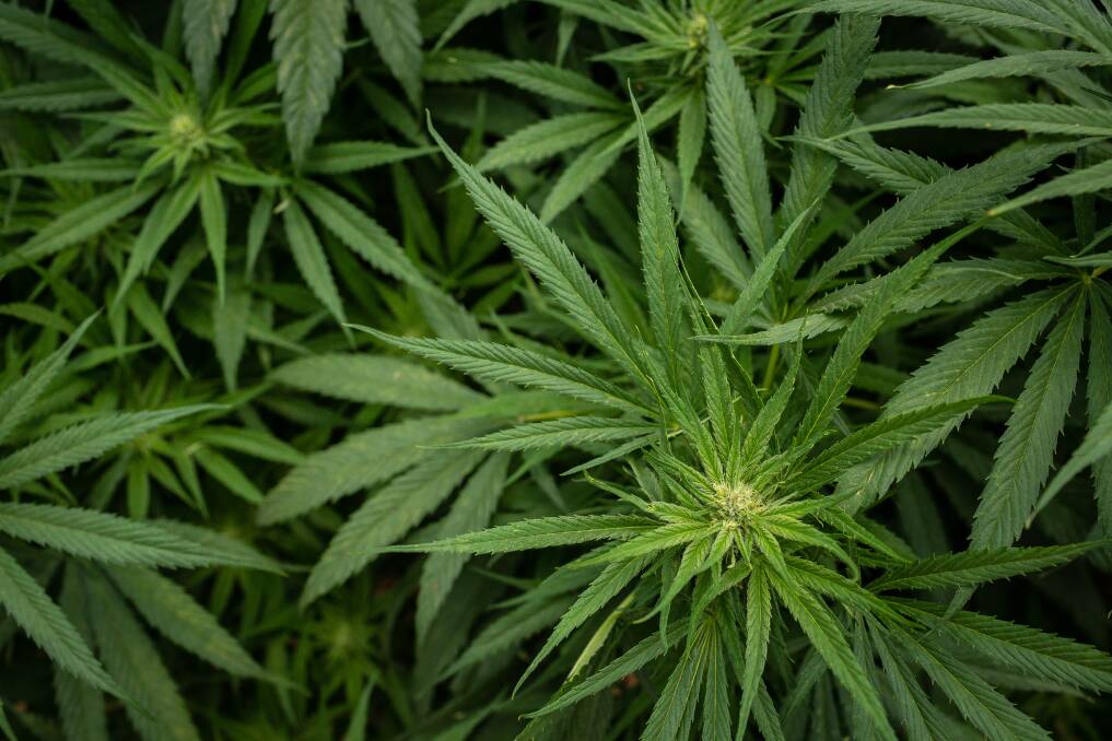 Police seize marijuana from south-west home