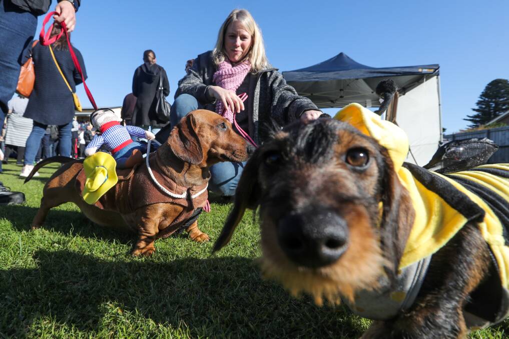 Grrreat: Port Fairy Winter Weekends Festival includes an array of events that attract visitors from across Victoria, including the annual Daschund Dash dog novelty race. Picture: Rob Gunstone