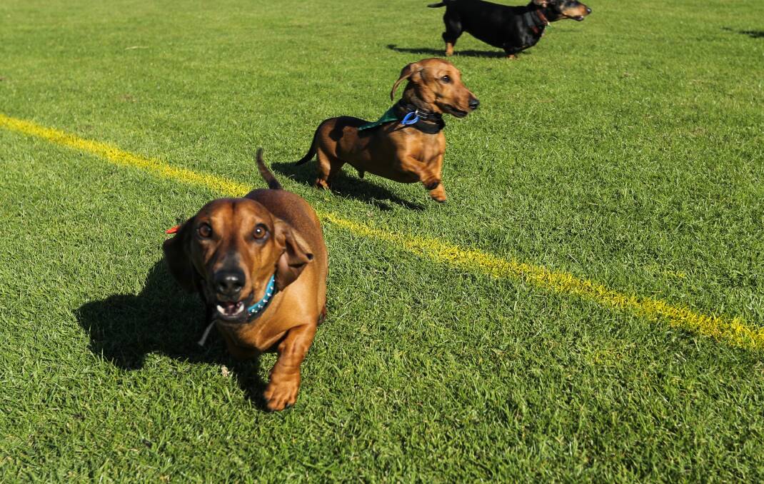 Doggie dash: Pooches will be running for glory at Port Fairy on Sunday. Picture: Rob Gunstone
