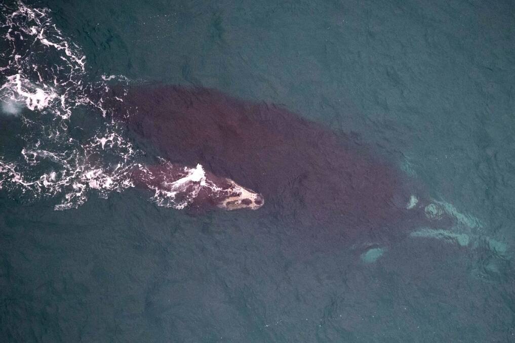 A southern right whale calf and its mother off the south-west coast of Victoria near Portland.