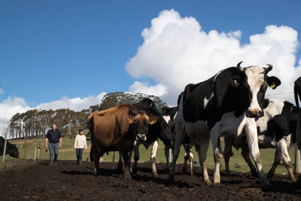 Supply down: Increasing feed costs and culling of dairy cows is impacting national milk production, which is forecast to drop two per cent in 2018-2019.  