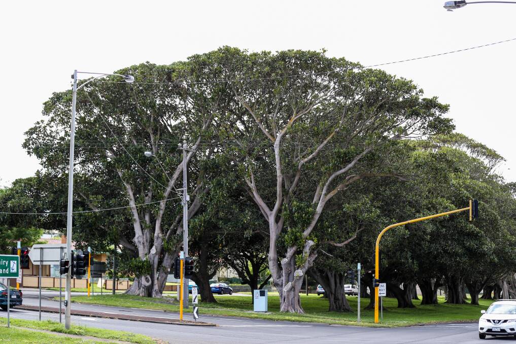 MUCH-LOVED: Trees at the corner of Raglan Parade and Banyan Street could still be removed by the Warrnambool City Ccouncil. Picture: Morgan Hancock