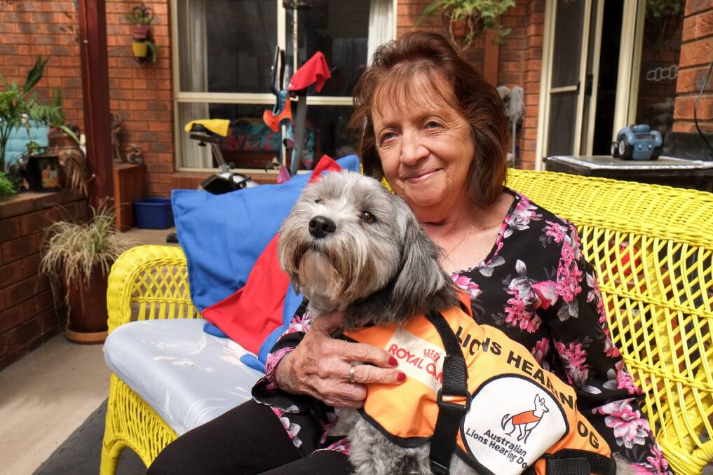 Wonder Dog: Warrnambool's Valma Strachan with her hearing assistance dog Quincey, a Lhasa Apso cross. Picture: Rob Gunstone