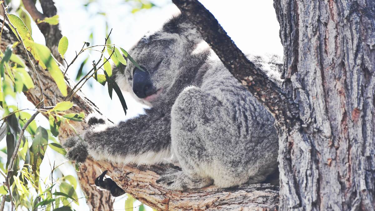 Koalas are to be relocated from an island in Lake Hamilton that has been defoliated.
