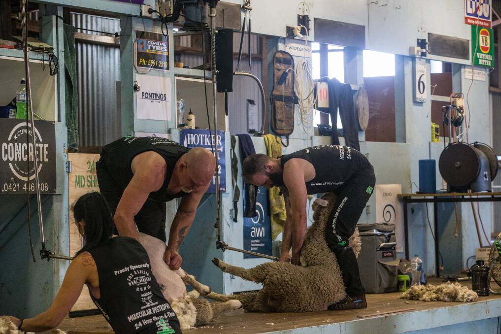 Fleecy fundraiser: Father and son team Roger and Corey Mifsud were hoping to shear 750 sheep each in the weekend 24 hour shear-a-thon raising money for Muscular Dystrophy. Picture: Christine Ansorge