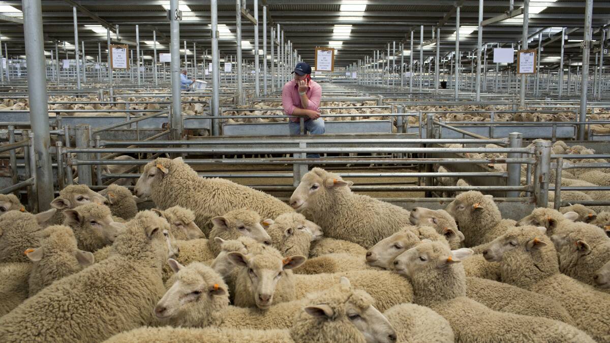 Change: Robotic processing of sheep has advanced in Victorian meatworks.