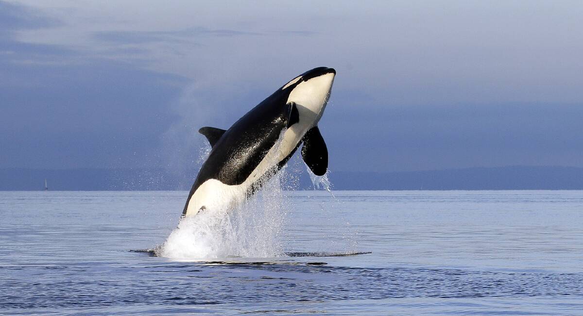 Rare sighting: Two killer whales were reportedly spotted at Shelly Beach on Thursday. Note: this is a stock image. 