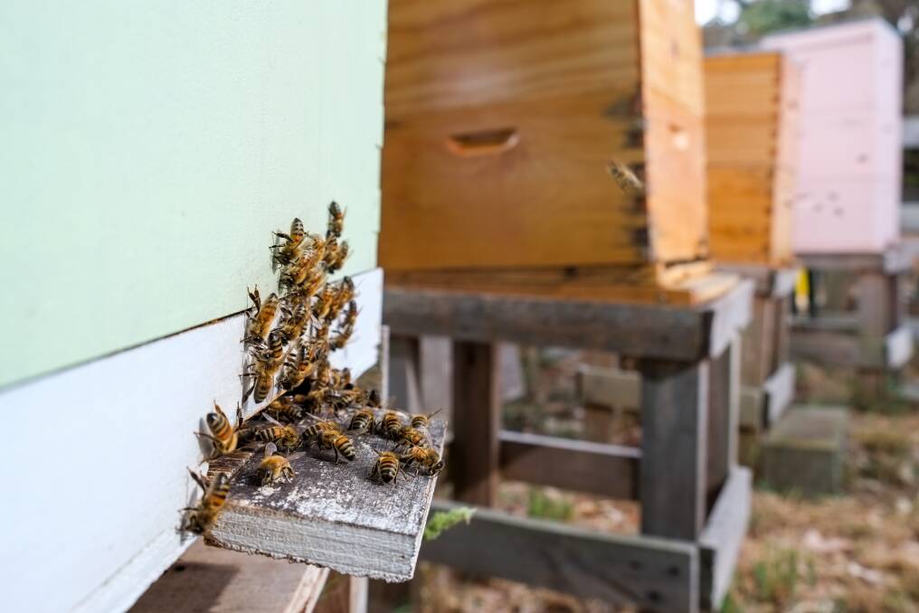 Happy Home: Bees at the door to a hive at Tower Hill, ready to fly out to pollinate our food crops.