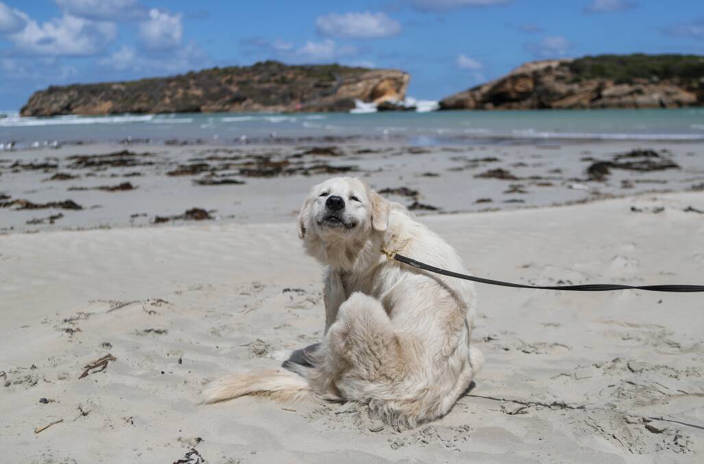 Thousands of people have taken up the opportunity to learn about the Maremma project to protect the Middle Island penguin colony.Picture: Morgan Hancock