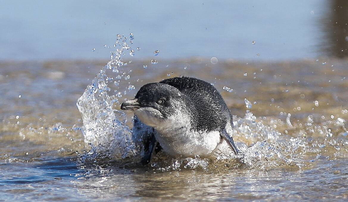 STANDARD, NEWS, PENGUIN RESCUE, FILE, GENERIC, STOCK, 190326. Pictured: Fatso swimming in his new home in the water. Picture: Morgan Hancock
