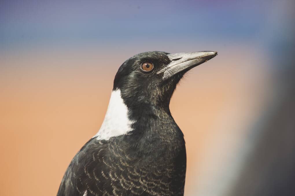 Beware of swooping: Magpie breeding season has arrived early. Photo: Jamila Toderas