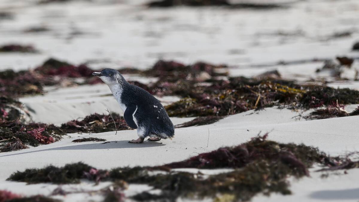  KILLED: A total of eight penguins have been found dead on Middle Island. Picture: Anthony Brady