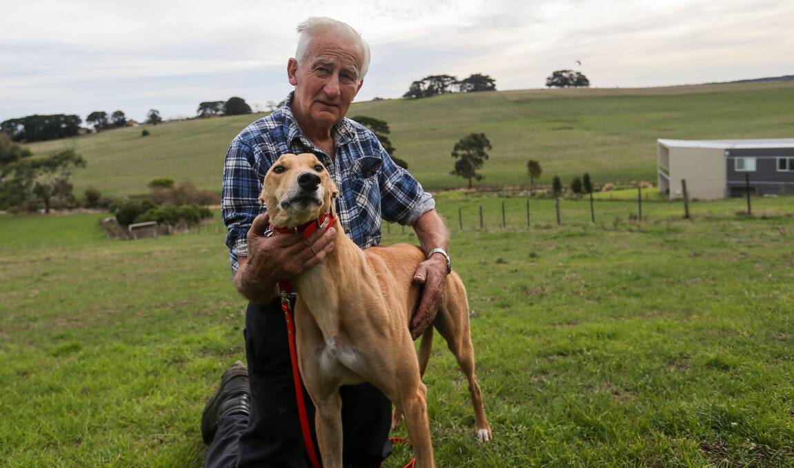 PASSIONATE: Warrnambool greyhound trainer Norm McCullagh with Crimson Vixen. McCullagh has been inducted to the GRV Hall of Fame. Picture: Anthony Brady