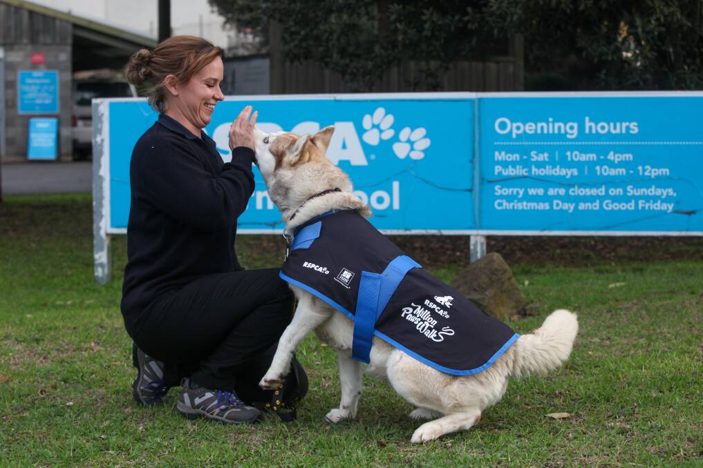 Best foot forward: Warrnambool RSPCA manager Tracey Patterson and 6 year-old female husky Koda are getting ready for the 25th Million Paws Walk.