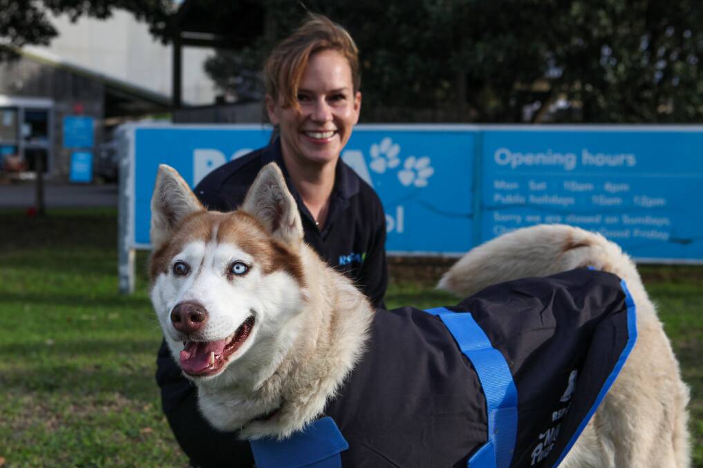 Walkies: Warrnambool RSPCA shelter supervisor Tracey Patterson and 6yo female husky Koda are getting ready for the 25th Million Paws Walk. Picture: Rob Gunstone