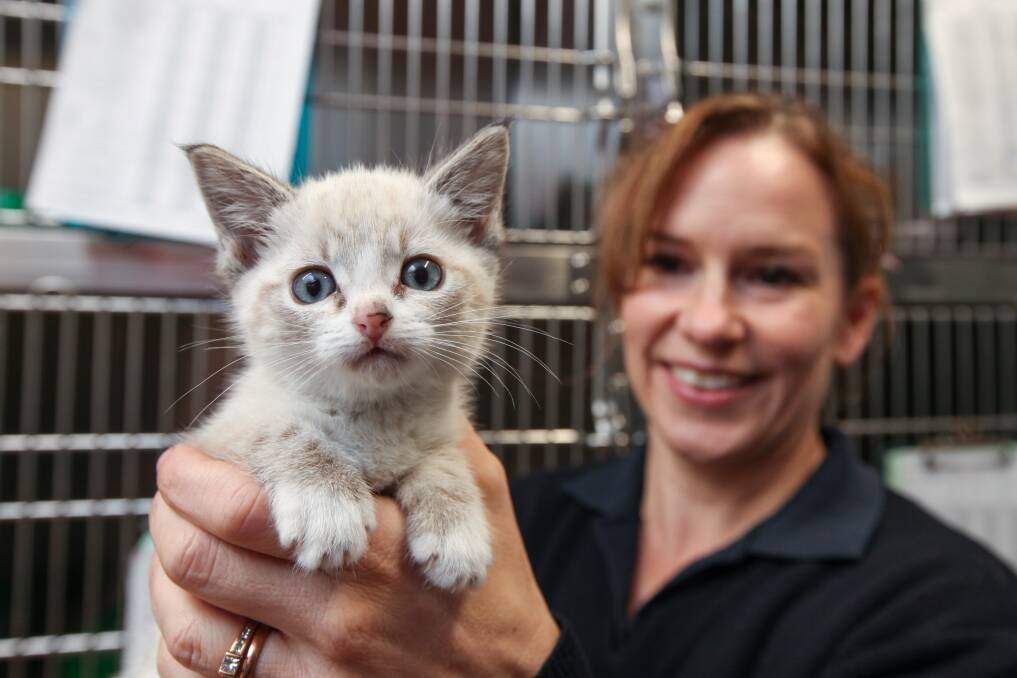 Needing forever homes: Warrnambool RSPCA manager Tracey Patterson with a six- week-old rag doll kitten who will be available for adoption soon. Picture: Rob Gunstone