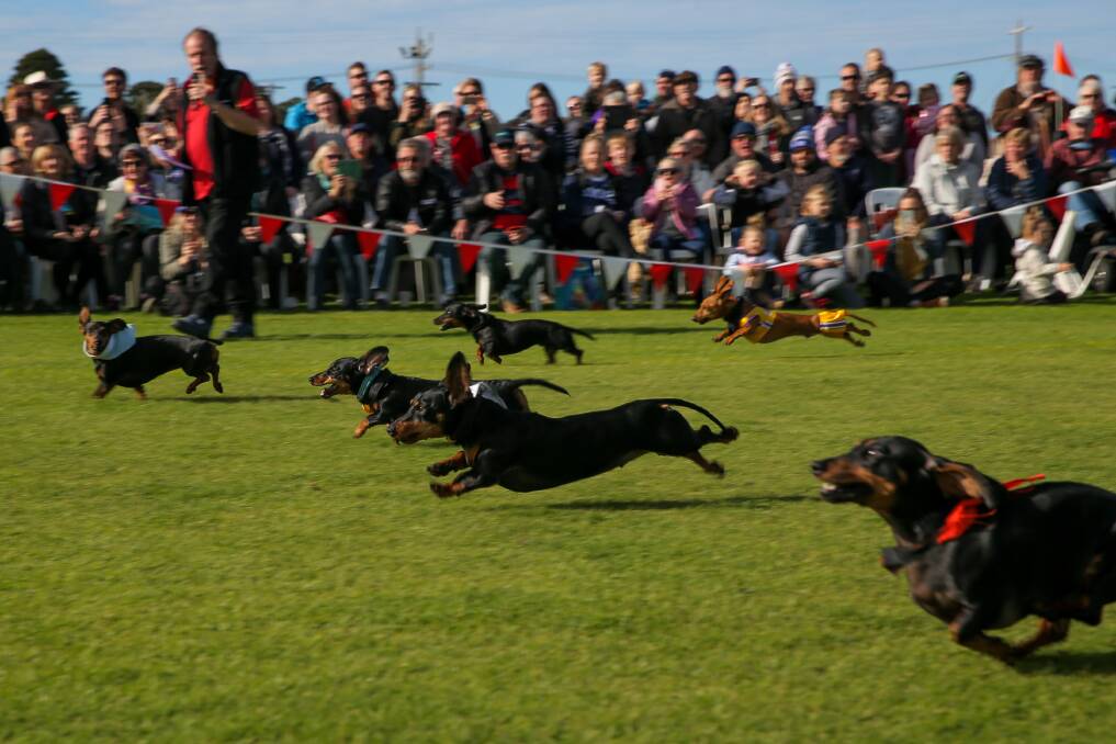 Fierce competition: Competitors in the Over 2 year old final streak through the course. Picture: Rob Gunstone