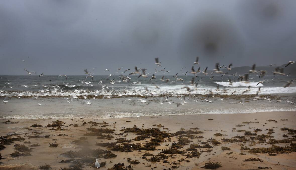 Seagulls make the most of wet weather on Maroubra Beach as more rain comes down in Sydney. Photo: James Alcock