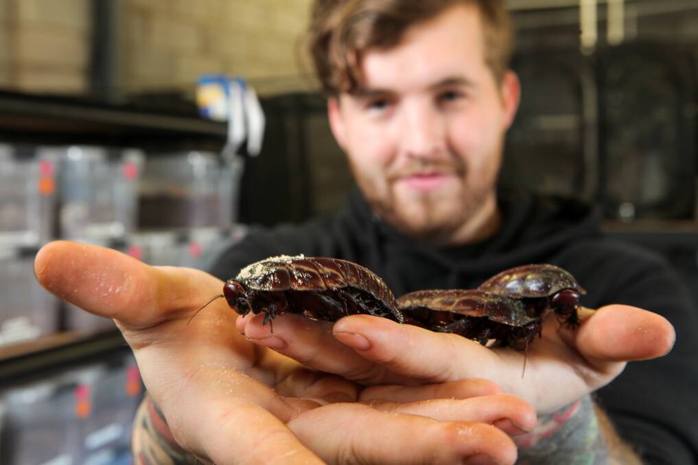 ALL CREATURES GREAT AND SMALL: Warrnambool's Isaac Bermingham is breeding insects for sale and exporting them to all parts of Australia. Picture: Rob Gunstone