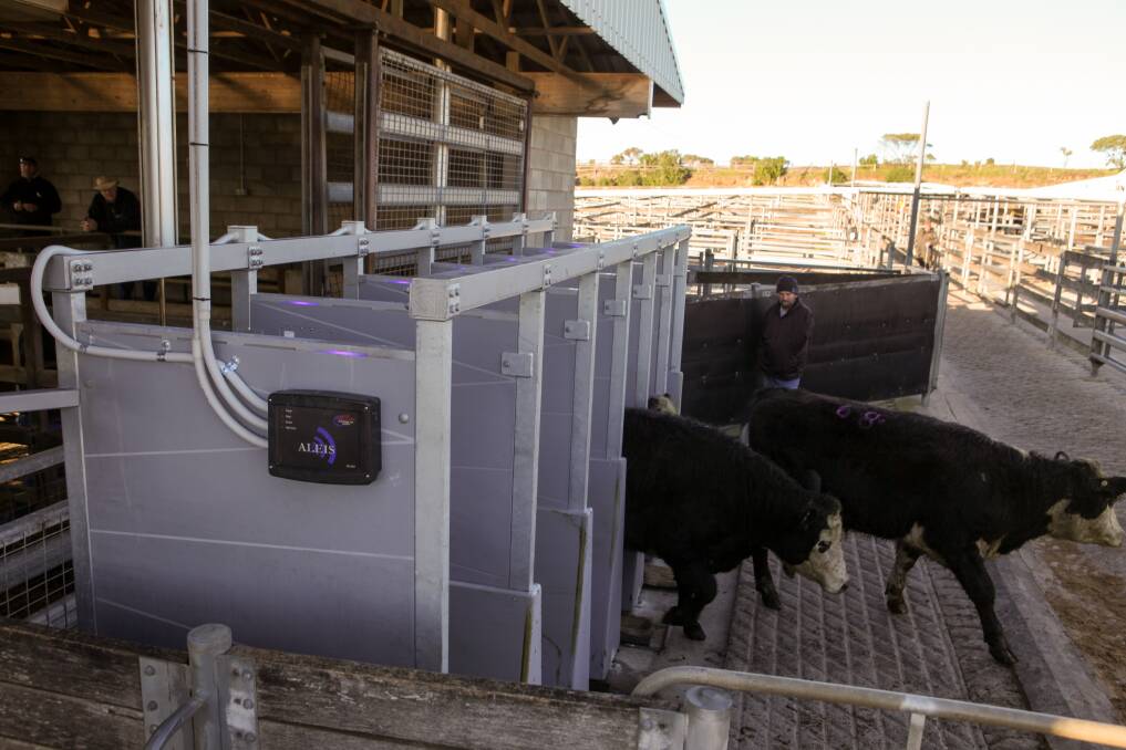  Efficient: Cattle move through the new reader at the Warrnambool Saleyards. Picture: Rob Gunstone