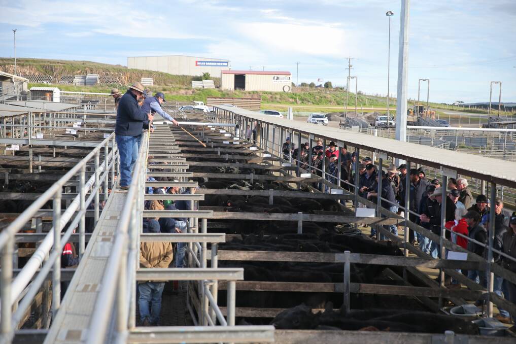 Bright future: Things are looking up at the Warrnambool saleyards. Picture: Mark Witte