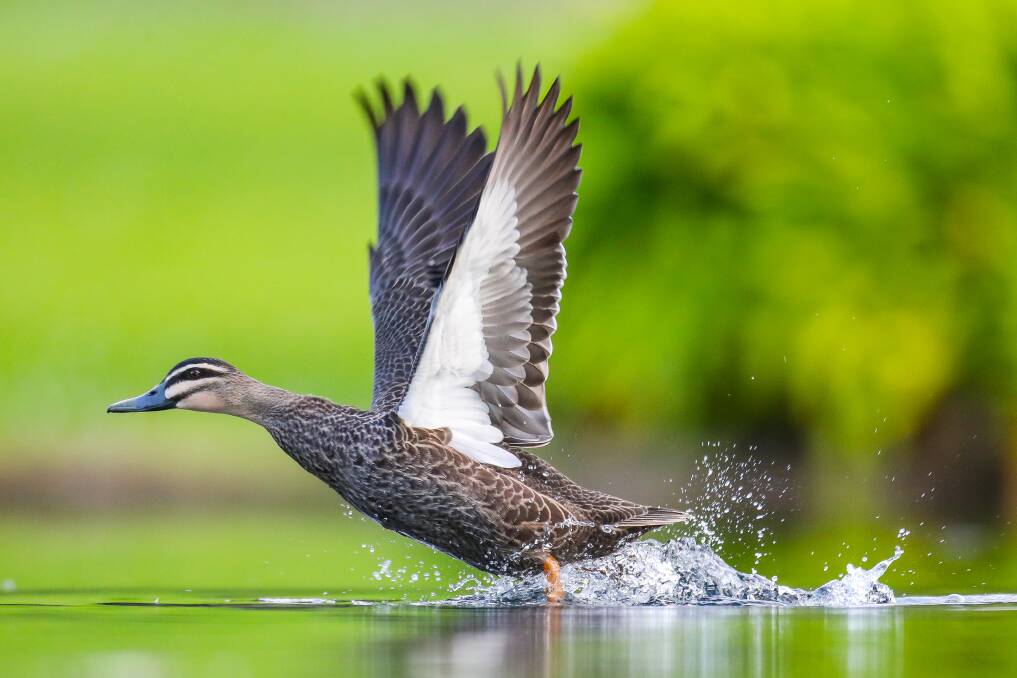 A Pacific Black Duck takes off from the lake in the Warrnambool Botanical Gardens. Picture: Morgan Hancock