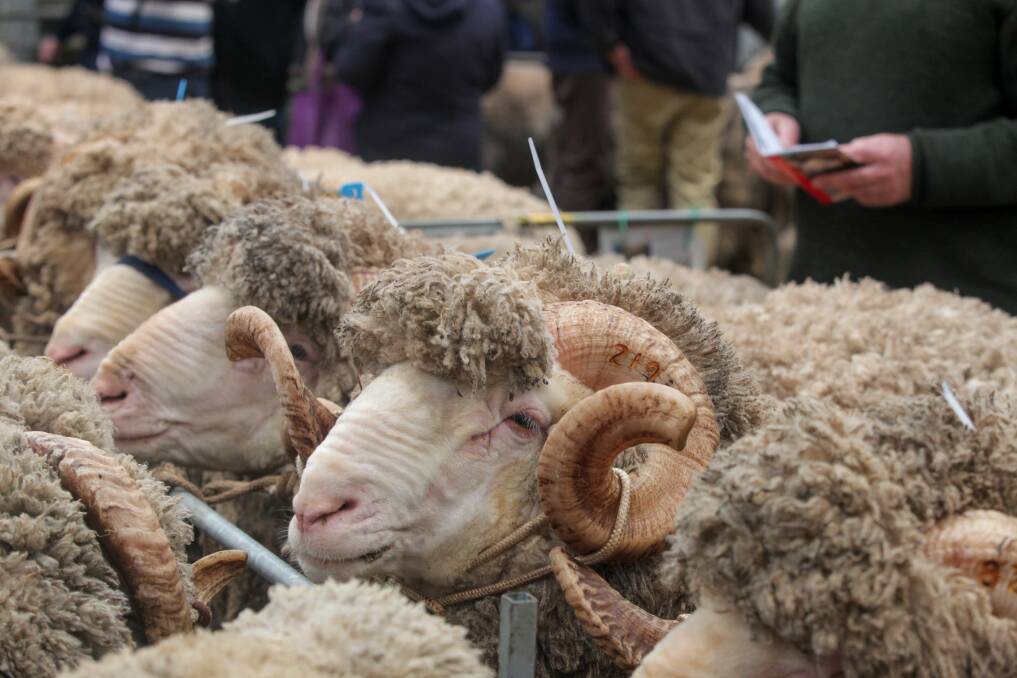 Best ever: Buyers examine the rams on display, looking for the best purchase at the Sheepvention auction on day three of the event. Picture: Rob Gunstone