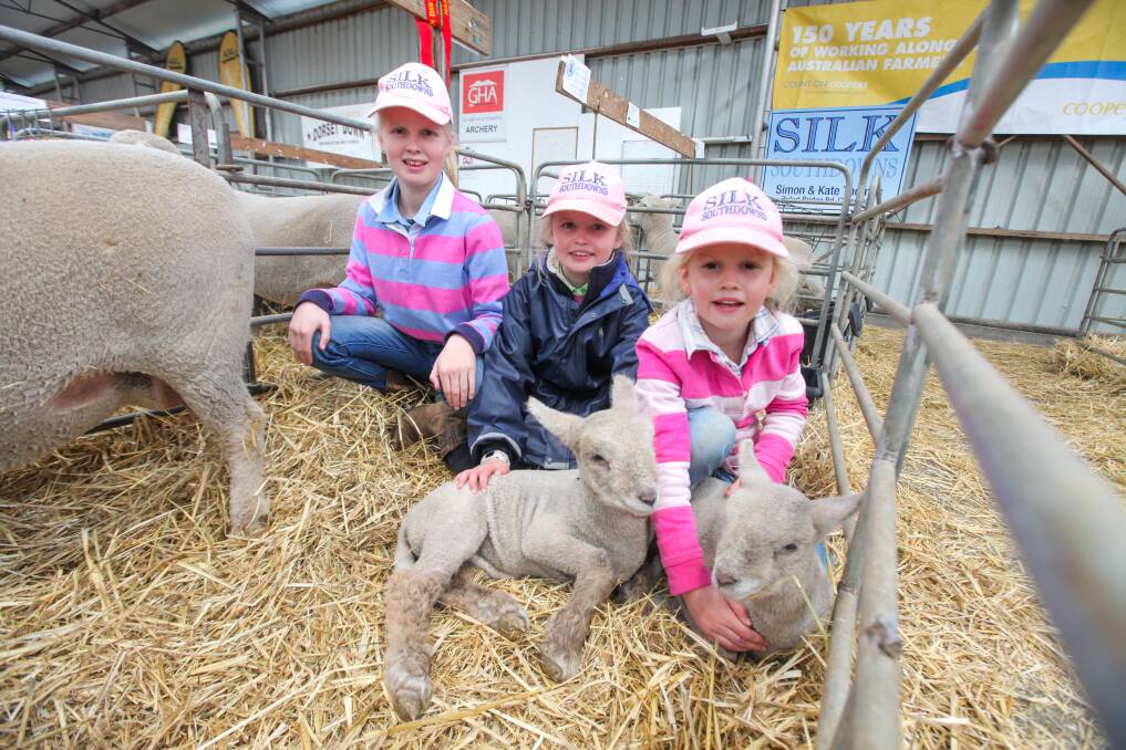 Family affair: Sisters Imogen, 11, Lexi, 8, and Emma Thomas, from the Silk Southdowns stud in Cavendish, and two of their lambs, enjoying their time at Sheepvention.