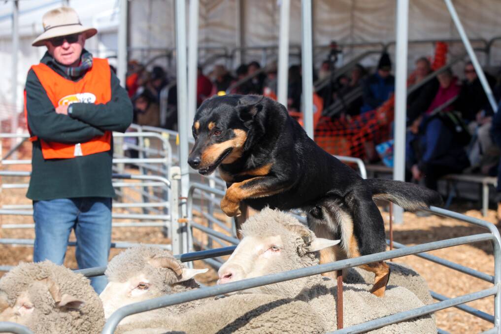 Jumping into action: Turbo, owned by Rex Hocking from Washpool SA, tries to round up the mob in the final of the sheep dog competition.