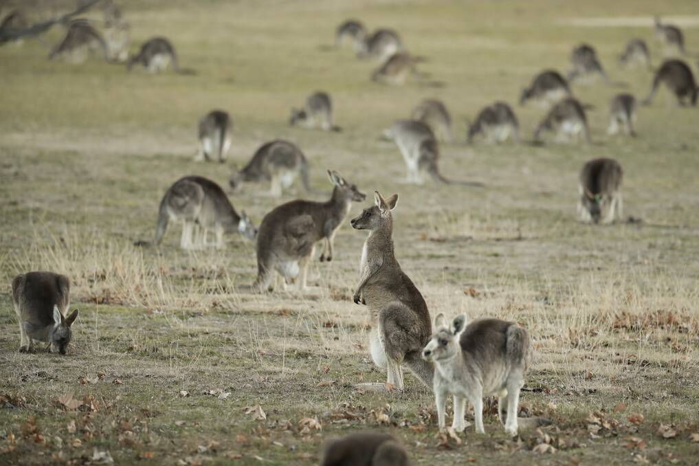 Cull: Kangaroos will be shot for pet food under a new program. 
