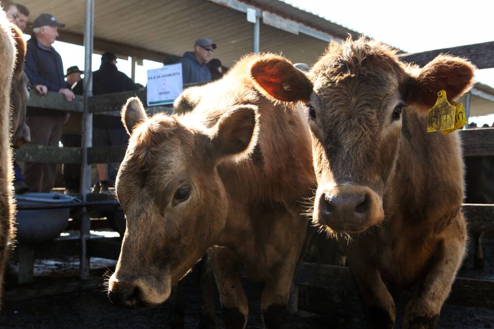 On the market: Cattle ready for auction at the Warrnambool Saleyards. Picture: Rob Gunstone