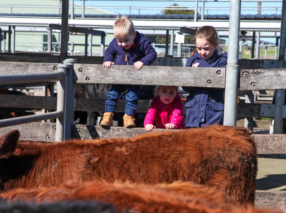 Next Gen: Young farmers Jaxon, 2, Ruby, 4, and Lilley Hay, 7 all from Corunnun, have a close look at some cattle for sale. Pictures: Rob Gunstone