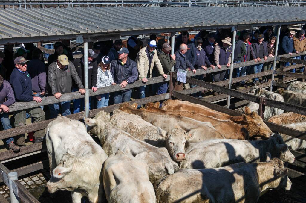 New roof: Farmers gather under the tin roof at the Warrnambol saleyards before a recent cattle auction. The roof is set for a $1m upgrade. Picture: Rob Gunstone