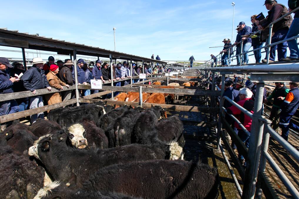 Strong spring: Big crowds of buyers watch on as the auctioneers work in the sunshine at the Warrnambool saleyards. Picture: Rob Gunstone