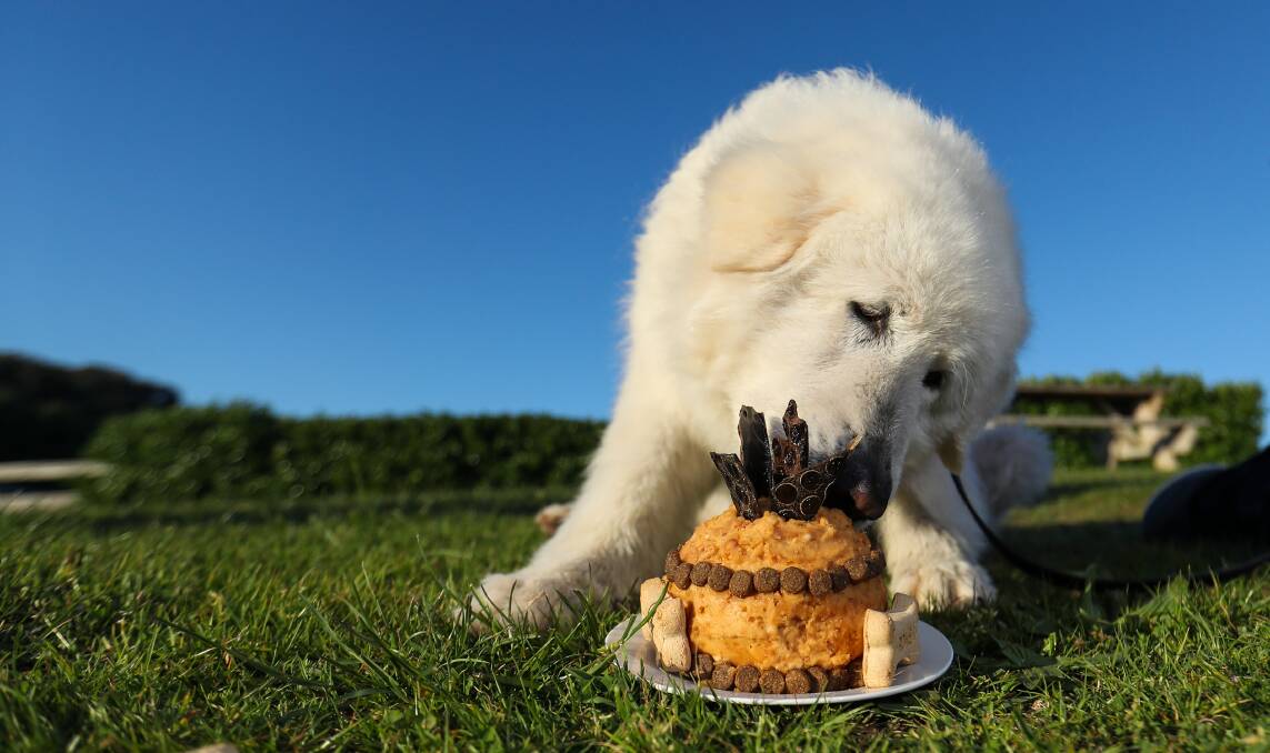 Down time: Penguin protector Tula enjoys her retirement cake after working for eight years with the Middle Island Maremma Project. Picture: Morgan Hancock