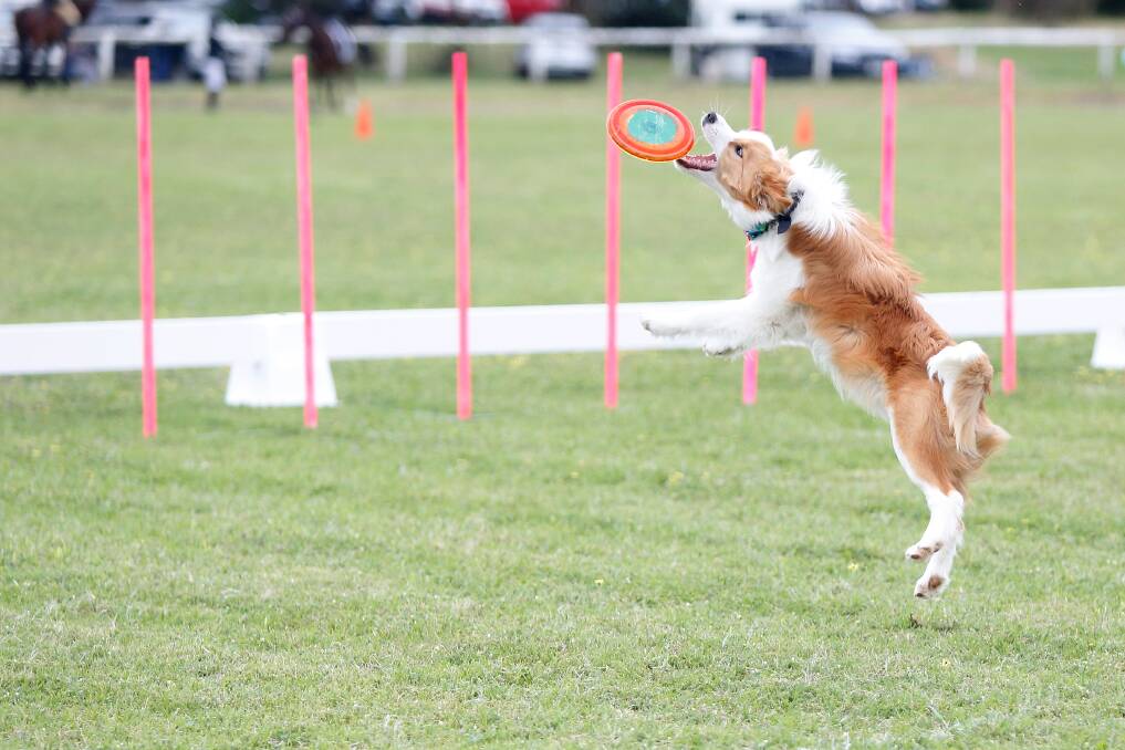 One of the dogs catches a frisby during the flipping disc dogs show at the Port Fairy show. Picture: Mark Witte