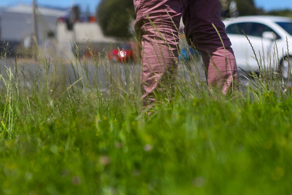 OVERGROWN: Warrnambool City Council have stopped mowing the lawn on a number of city median strips. Picture: Morgan Hancock