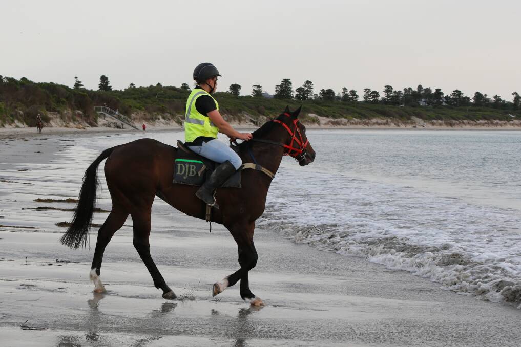OFF FOR A DIP: A horse is taken into the Lady Bay waters on Thursday morning. Picture: Mark Witte