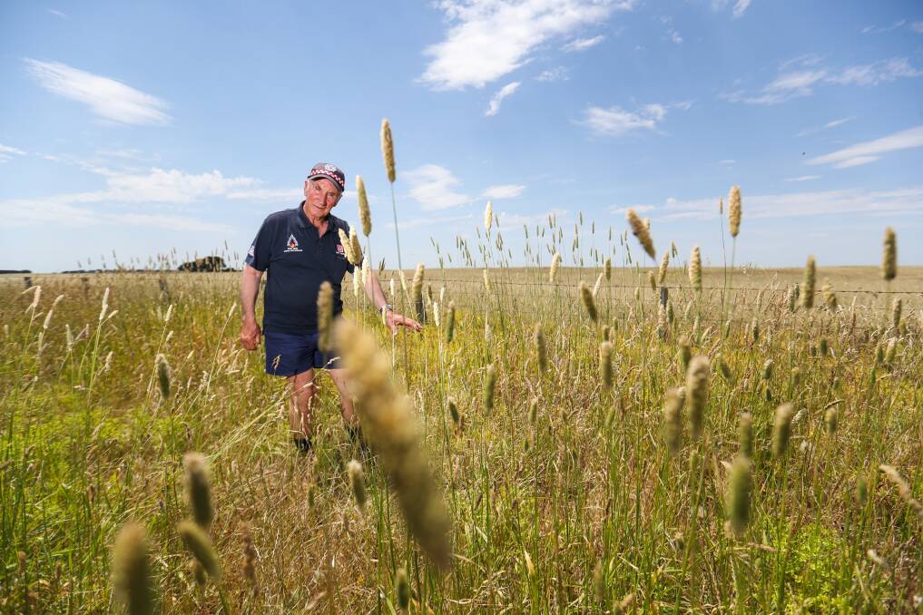LONG GRASS: Port Fairy CFA captain Garth Palmer isn't happy with the length of the grass around the town. He's pictured on the Princes Highway west of the town. Picture: Morgan Hancock