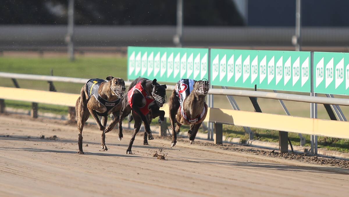 BATTLES CONTINUE: Greyhound racing will cotninue to run on Monday and Thursday at Wannon Park. Picture: Mark Witte