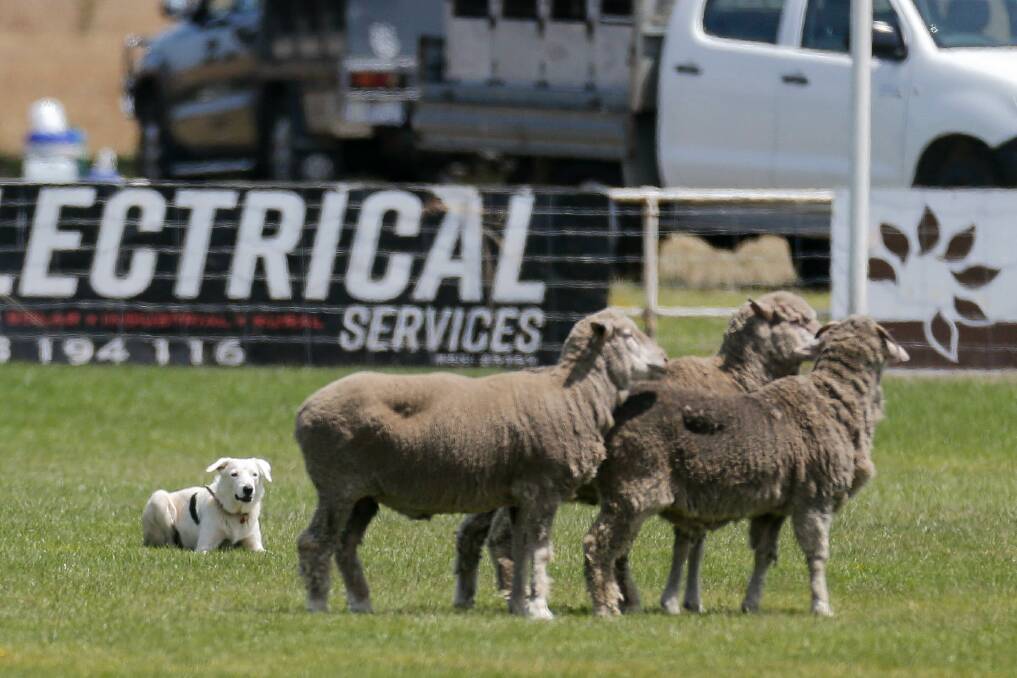 Action from the Koroit Sheepdog Trials. Picture: Anthony Brady