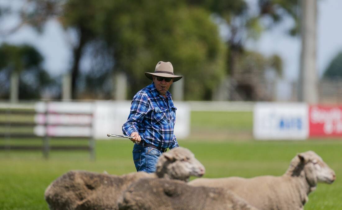 Doug Taylor from the Northern Territory at the Koroit Sheepdog Trials. Picture: Anthony Brady