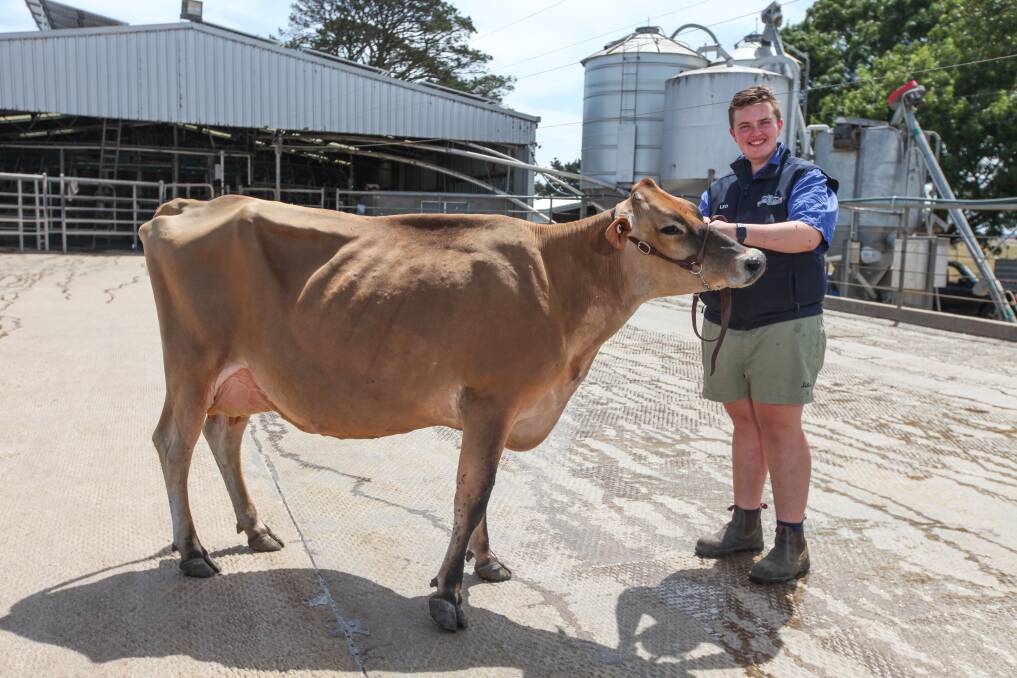 Leo McGrath, 15, with his new cow Gertie, is setting up his own jersey stud Wootanga Park Jerseys to help with his passion of presenting the cows at agricultural shows. Picture: Rob Gunstone